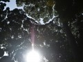 Tn 0206 DSC 5511